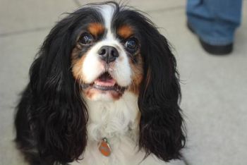 Lucy and Billy's son Del Sol Priceless "Prancer" , owned by Jane Twomey in San Francisco where he is an awesome Therapy Dog at the Veterans Hospital
