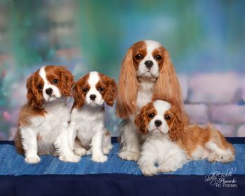 Trudy and her puppies by Eng Ch Lanola Santana of Maibee
