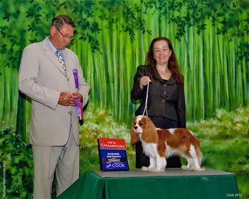 New Champion ! FInal points under Judge Neil Graves at Richmond Dog Fanciers show. Age 18 months
