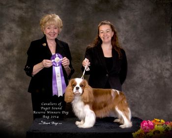 Reserve to a 5 Point Major under breeder judge Marilyn Mayfield
