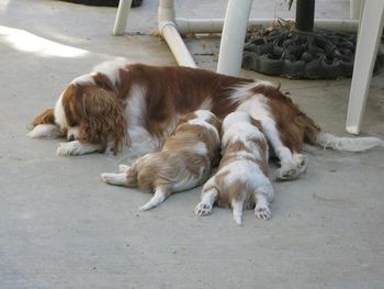 With her first puppies Natey and Dillon
