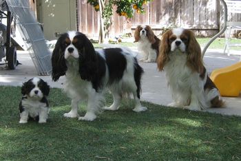 Price, Bonnie and Mackie (Lucy behind)
