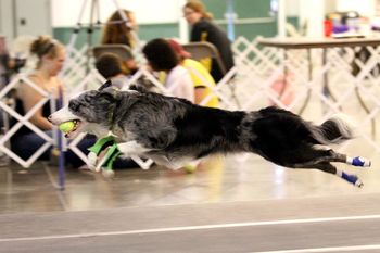 Orion Never Seen Blue RA RL1 CL1-R CL1-F FMX Steve - lives in PA with Katie Bell. He competes in Flyball, Rally and does some Agility
