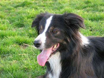 Spark - Spark stayed here with us. He has done some herding and flyball training
