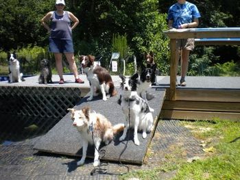 Fawkes(red)and E(blue merle) -Prancer. Fix(black)and Tovah(redpup)-Dazzle. and Uncle Nicolas(Dazzle's brother)

