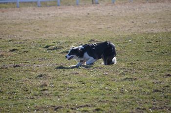 Orion Bonnie Lass HSAs - Bonnie - lives in PA with Judi Lehrhaupt. She is a working farm dog. She competes in herding, and has just started Agility also.
