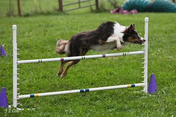 Orion Time Well Wasted MX MXJ MXF -Tonk - lives in PA with Kristin Bartell. He competes in Agility and does a little herding
