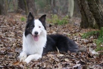 Orion Stainless CGC -Steel - lives in FL with Jen Thompson. He has some herding and agility training.
