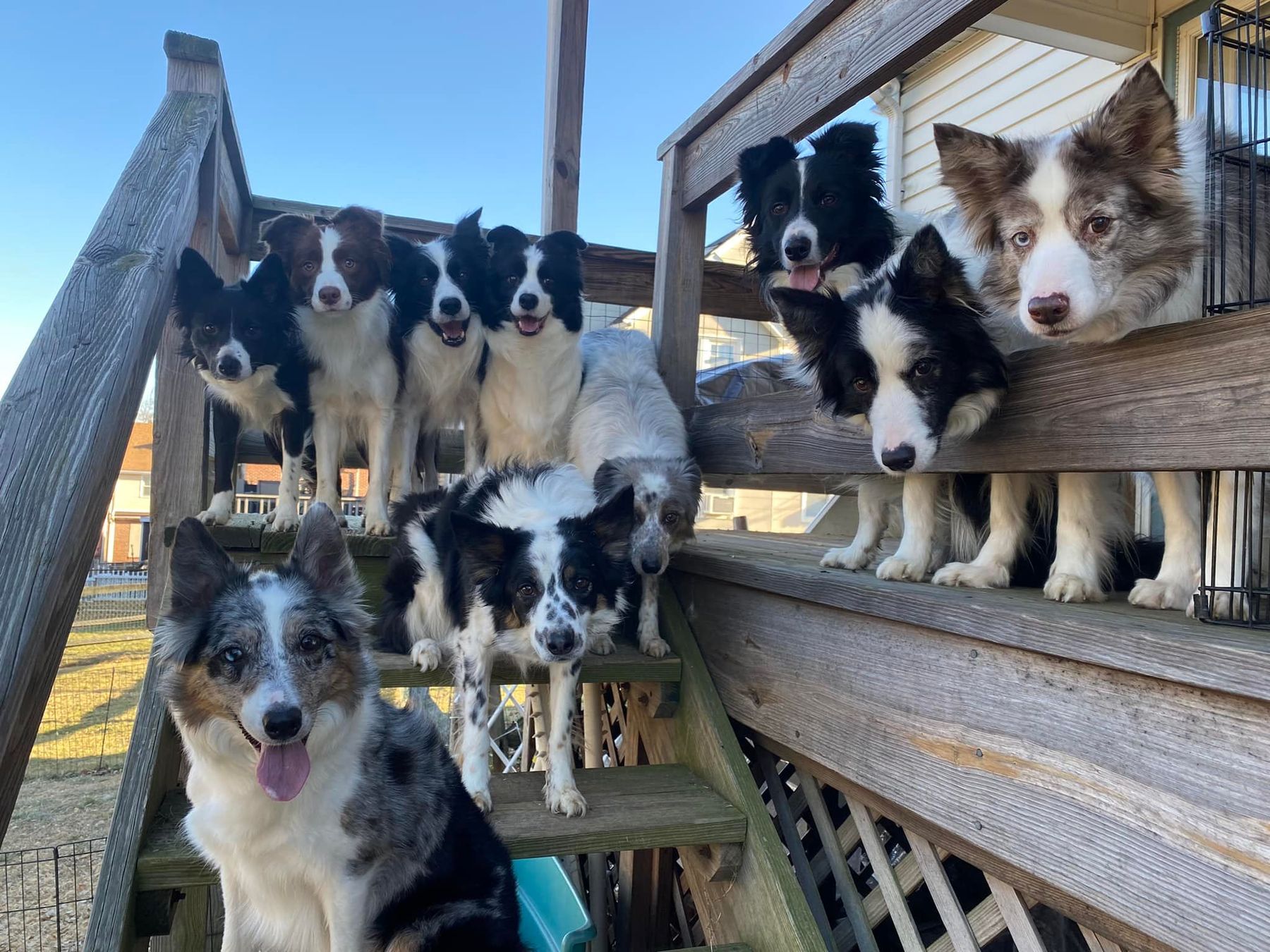 Do Border Collies Shed?