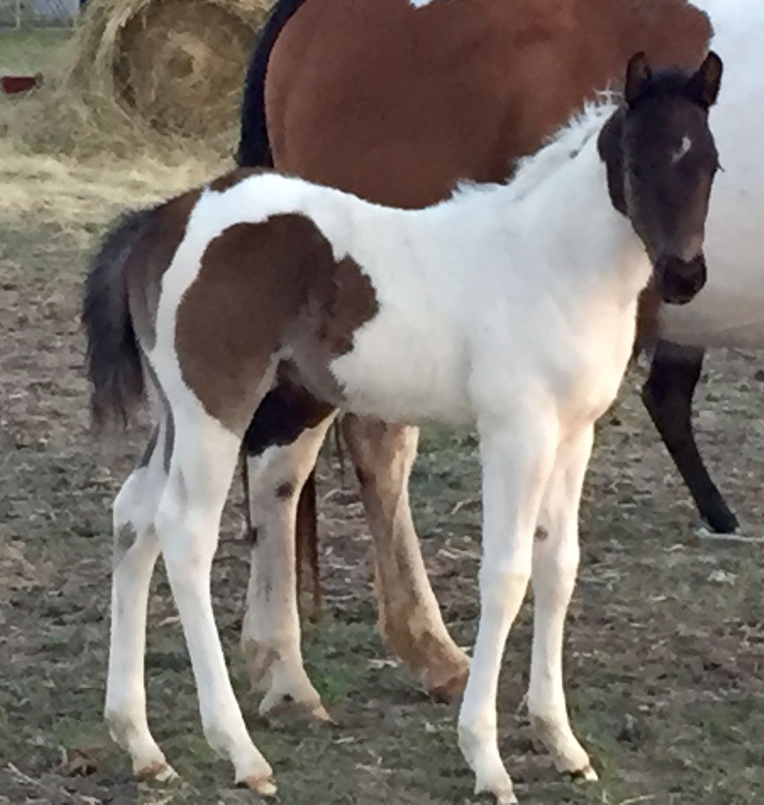 Lone Star Performance Horses - Perks Six Moons