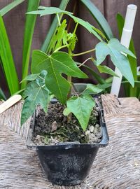 Mountain Paw Paw Seedlings