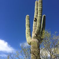 Sonoran Desert Wind Part 1 by Ebbtide Sound
