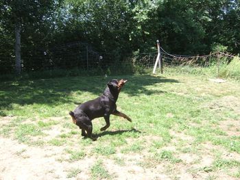 Baron catching bubbles.
