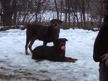 Baron & Raven with her ball
