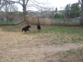 A rousing game of 'tag you're it' with Carley and Rogue. He keeps her young!
