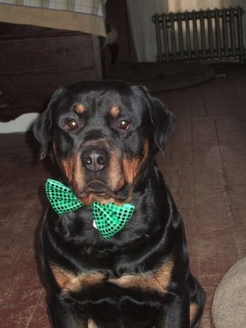 Rogue sporting his Paddy's Day bow tie!
