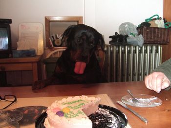 Raven trying again for the cake. Is this what they called 'dogged determination', lol.
