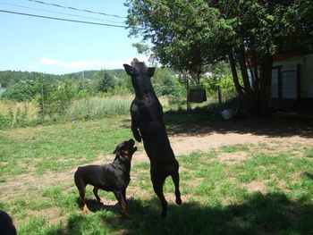 Baron jumps for bubbles!
