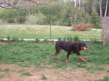 Carley goes off with her new squeaky...fencing is boys work!
