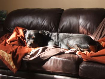 Miss Raven has made herself comfy in a spot of sun on the sofa, this cold winters day.
