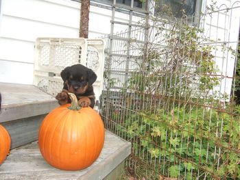 Week 7- pumpkin puppy
