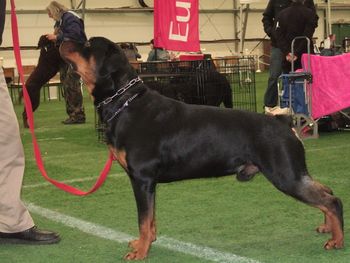 Rogue at the same CFC show in April. Wish we had taken off his regular collar for the photo
