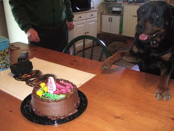 Raven is crazy for cake of any kind!
