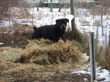 Baron helping spread hay in our mucky springtime yard. He did a good job!
