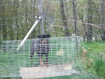 ..or maybe not. Wrong direction bud...you're suppose to unroll the fence..
