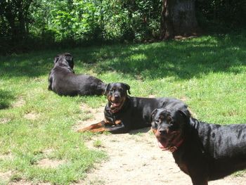 Raven, Jade and Baron (no Rottie smiles from him today)
