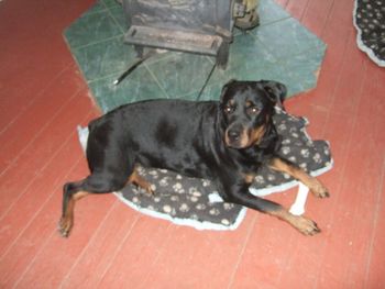 Jade finds her favorite place by the woodstove
