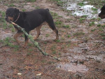 Carley helping with cleanup after one of our many fall wind/rain storms
