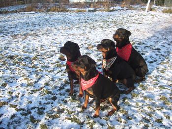 All dressed up in our Christmas scarves
