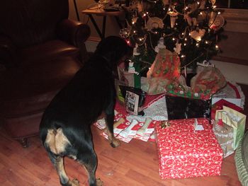 Jade checking out the ornaments! Very interested in the cat ornament!
