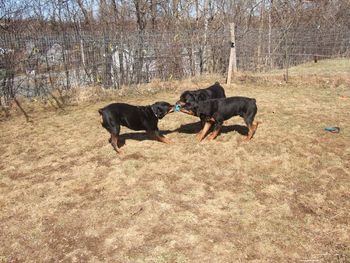 Three way tug - Carley against the boys. Go, Carley, go!
