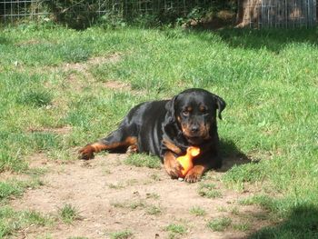 hmm, Jade is that a piece missing from Carley's toy!
