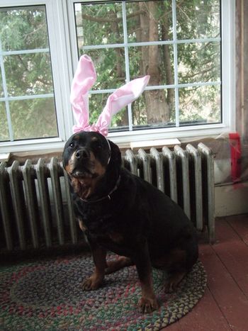 One of the cute Easter Bunnies that dropped by our house :) Carley looks adorable
