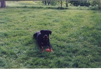 Favorite toy - my ball!
