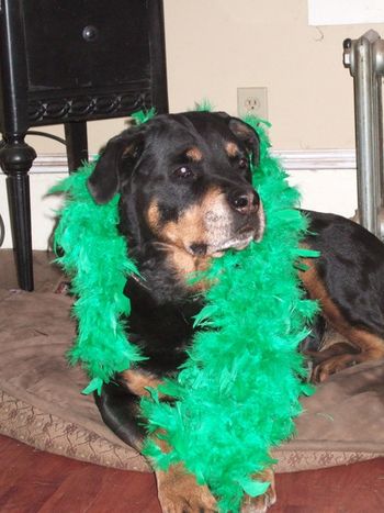 Carley decked out in her green boa in honor of St. Paddy's Day.
