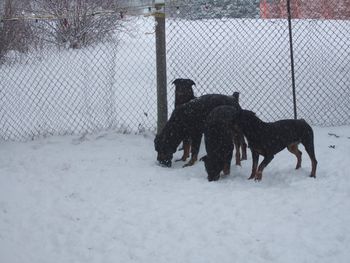 Playing in the snow
