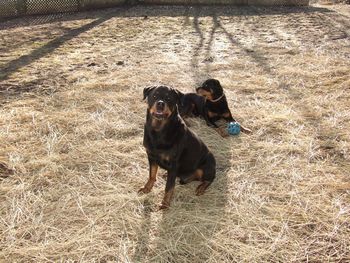 Baron & Carley enjoying the sunshine on a warm March day.
