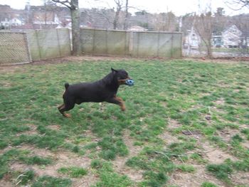 Christmas Day - Baron enjoying a run in the yard
