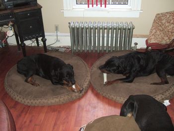 Happy dogs with Christmas bones & beds!
