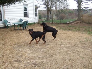 Come on Rogue - lets play! As Carley does one of her famous flying leaps on Rogue.
