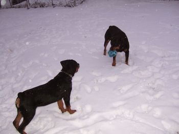 Baron teasing Carley with the ball.
