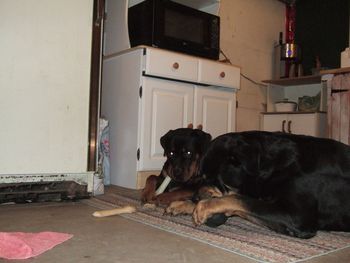 The boys enjoying a chew session together
