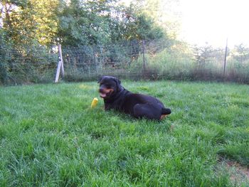 Baron enjoying his new birthday present - rubber cob of corn.
