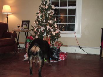 Jade peeking under the Christmas tree!
