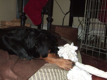 Rogue's 1st Christmas, and his new rope toy
