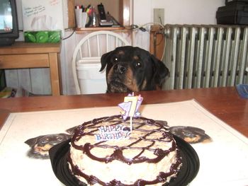 An early guest at Carley's birthday party - no sneaking cake Baron!
